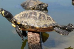 养乌龟风水有什么禁忌？