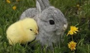 鸡和兔相克相冲吗？能化解吗？