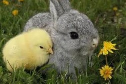 鸡和兔相克相冲吗？能化解吗？