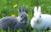 75年的兔属于什么命？