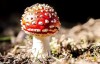梦见蘑菇是什么意思？梦见蘑菇的详细解释。