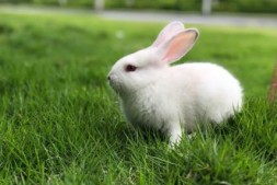 独一无二的兔子名字有哪些？