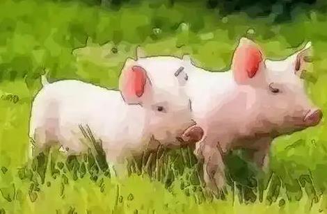 属猪的一生有几个情人靠得住！