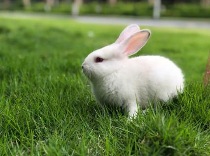 独一无二的兔子名字有哪些？