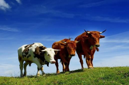2021年牛是什么命五行属什么？
