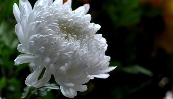 图片[1]-梦见白色菊花是什么意思？有何含义和预兆？