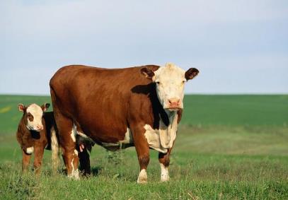 属牛找对象找多大的好，探讨属牛人最适合的年龄差距。