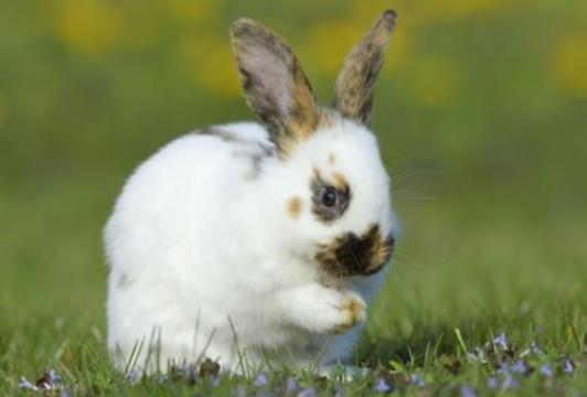 为何属兔的不怕本命年，来一起看看为什么？